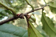 Goniothalamus cardiopetalus